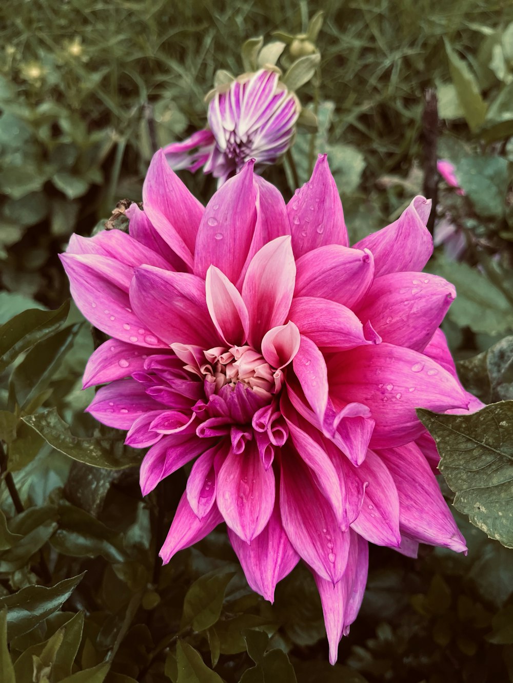 a large pink flower sitting in the middle of a lush green field