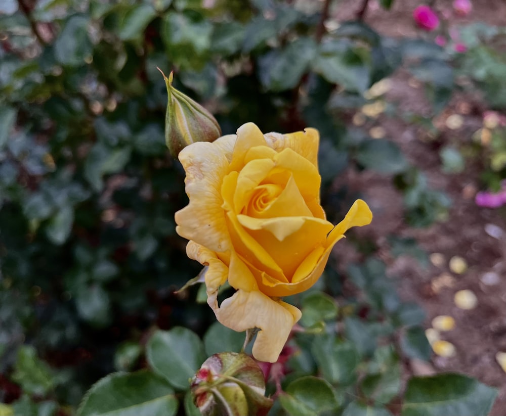 uma rosa amarela está florescendo em um jardim