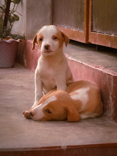 Two puppies with brown and white fur are resting on a concrete step. One puppy is sitting upright, while the other is lying down with its head resting on the step. A potted plant is visible on the left side, and a door is partially visible behind them.