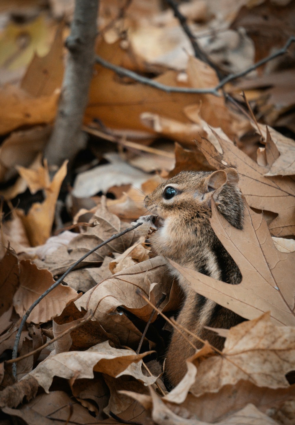 a small animal is hiding in the leaves