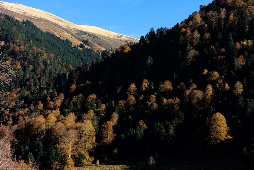 a view of a mountain with trees in the foreground