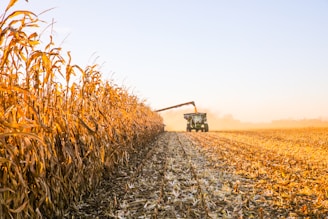 a combine truck driving through a corn field