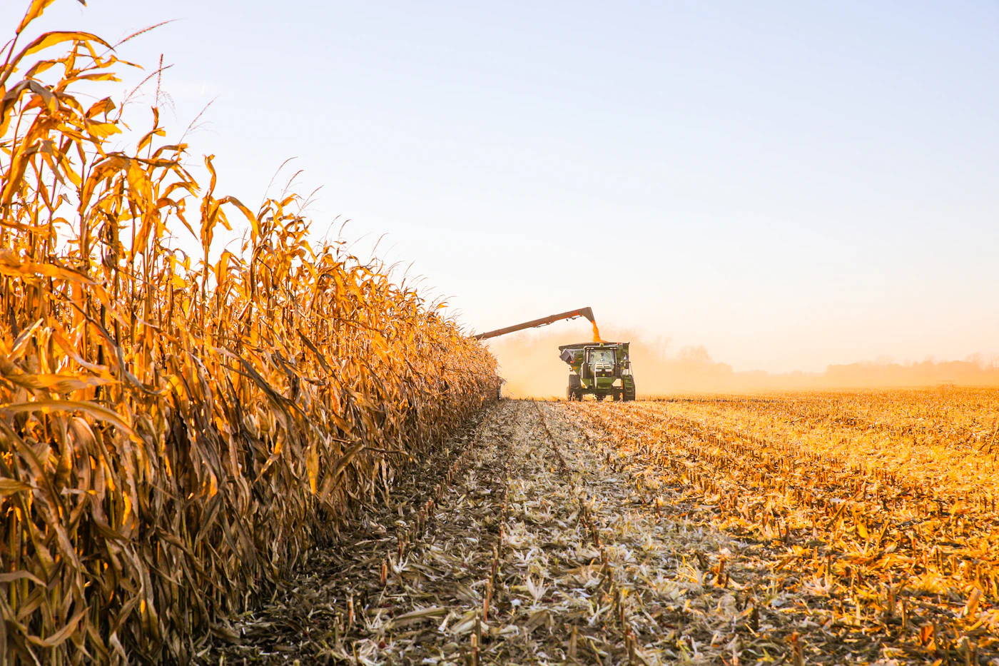 Yellow Corn No. 2