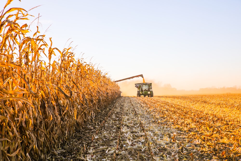 a combine truck driving through a corn field