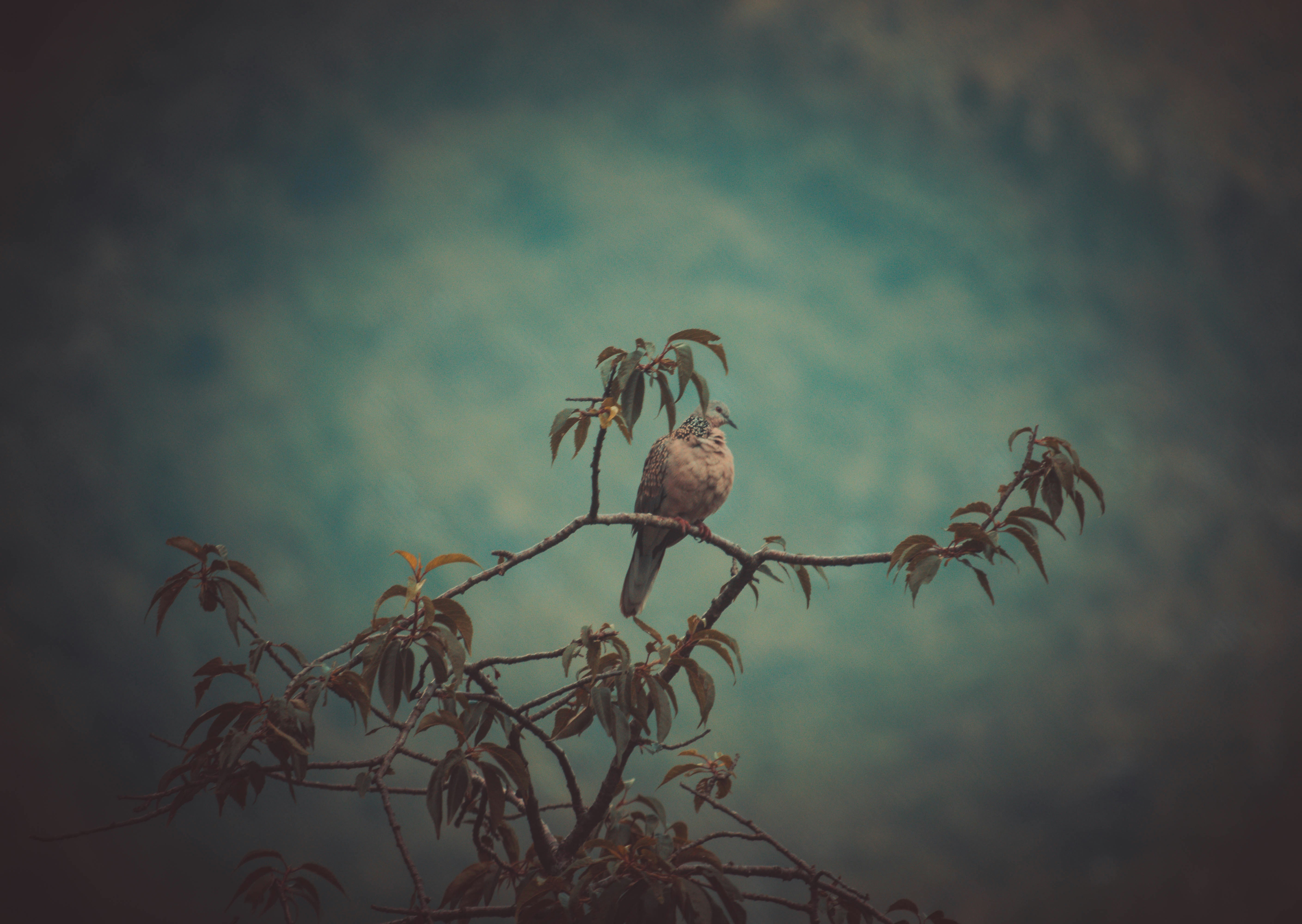 Photo by yuvraj_shivhare