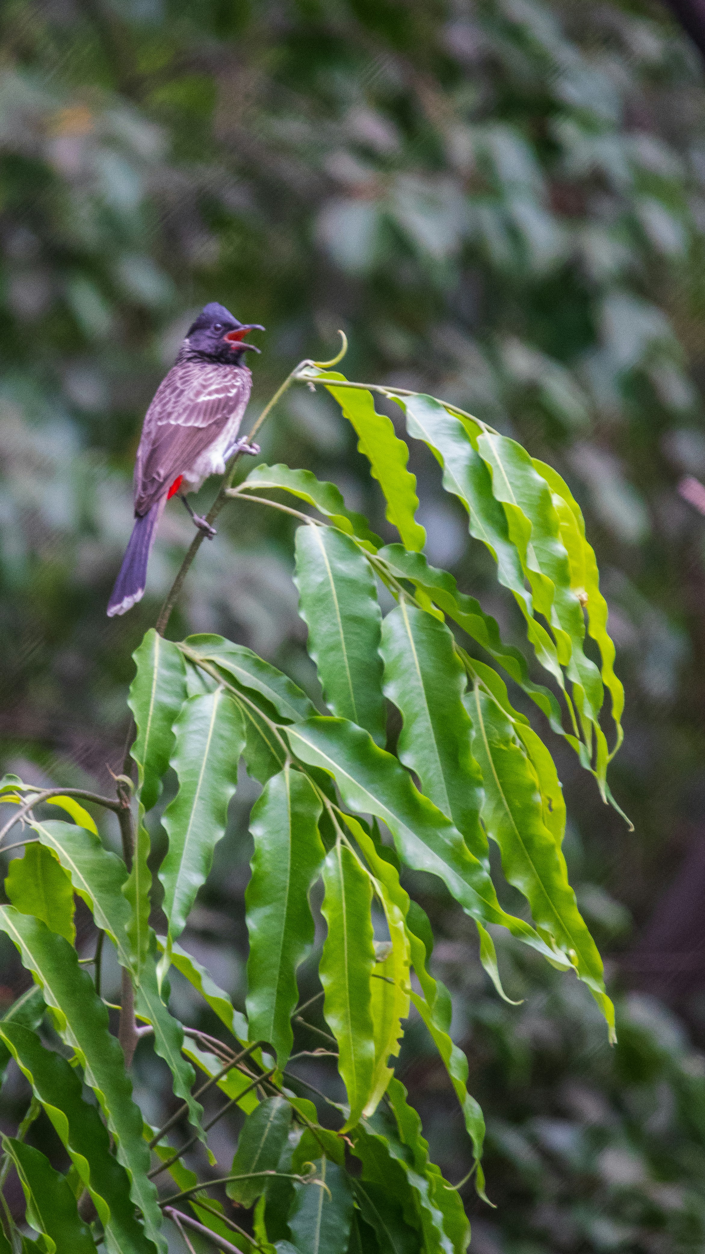 a small bird perched on top of a green leafy tree