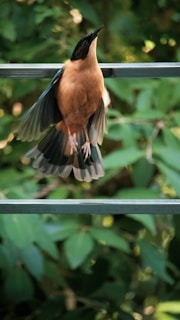 A bird with a black head and orange-brown body in mid-flight, wings partially open. It is flanked by greenery, suggesting a natural, outdoor environment.