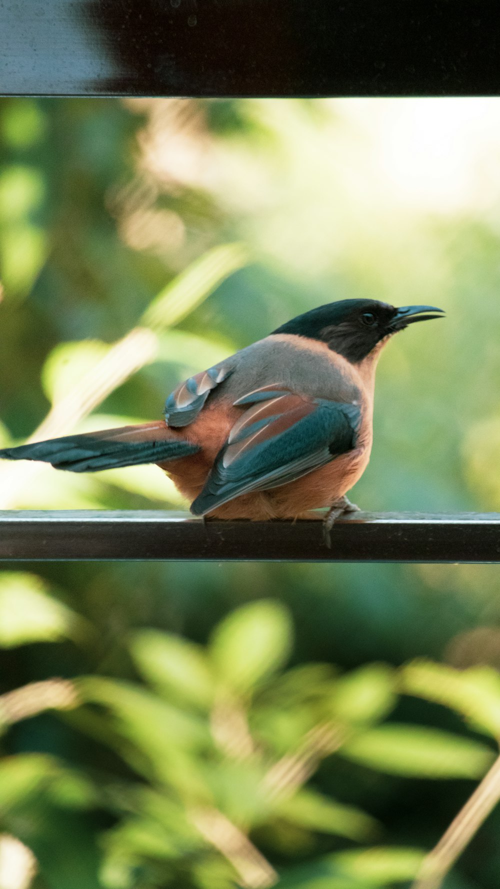 a small bird sitting on a wooden rail