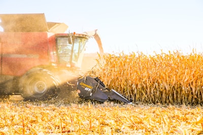 A large red combine harvester is actively harvesting a field of corn. The machine is positioned amidst tall, golden corn stalks, with dust and debris creating a hazy atmosphere. The corn is being cut and processed by the machine as it moves through the field.