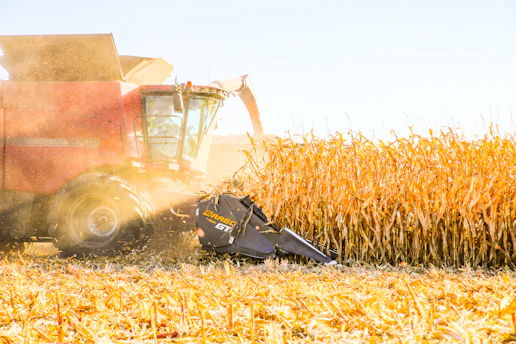 a combine of corn being harvested in a field