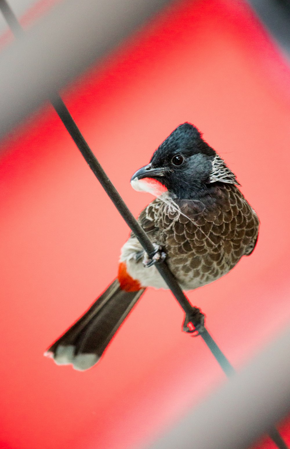 a bird sitting on a wire with a red background