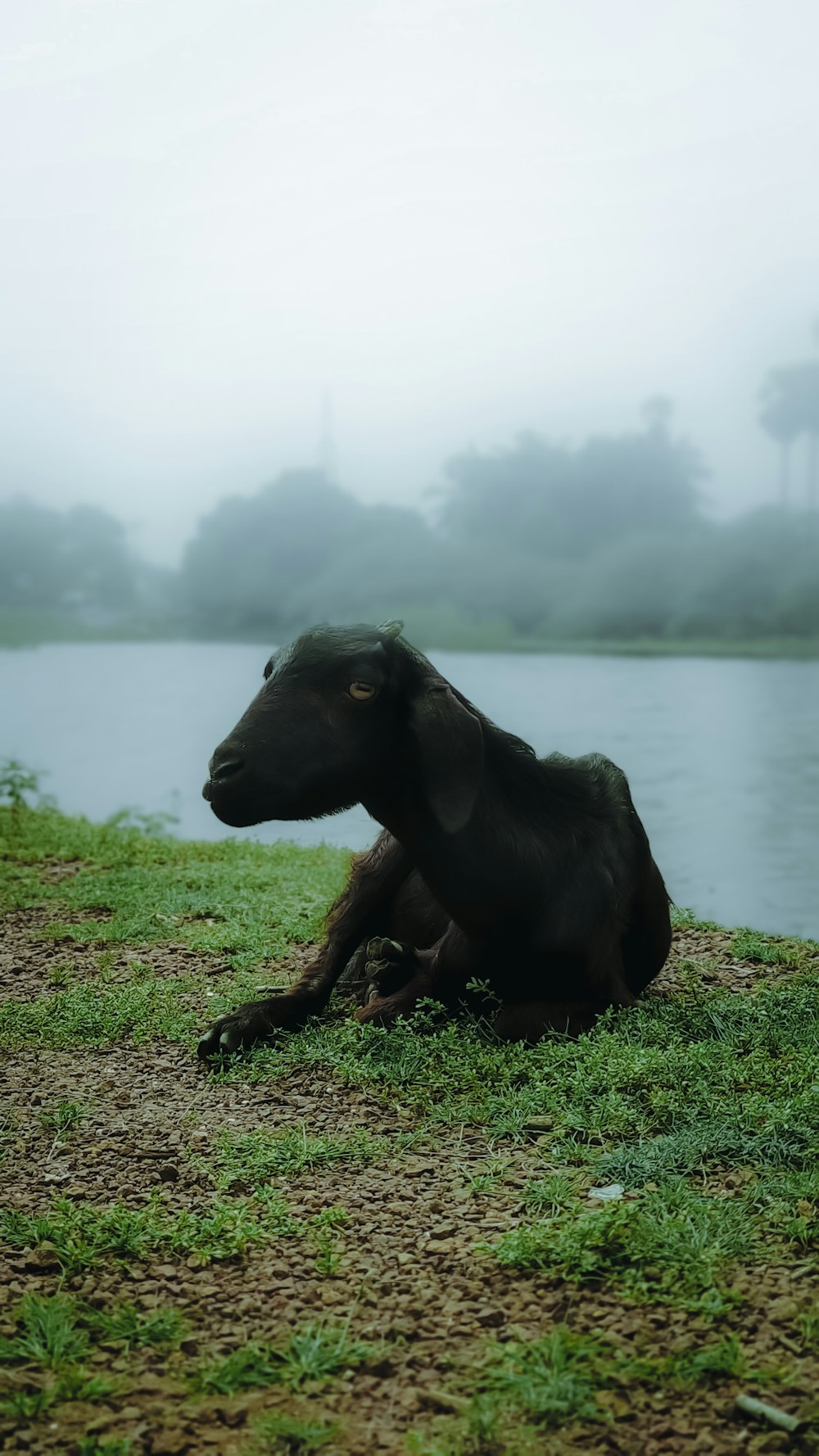 a goat laying on the ground next to a body of water