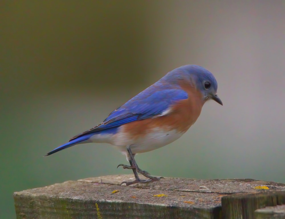 a small blue bird perched on a wooden post
