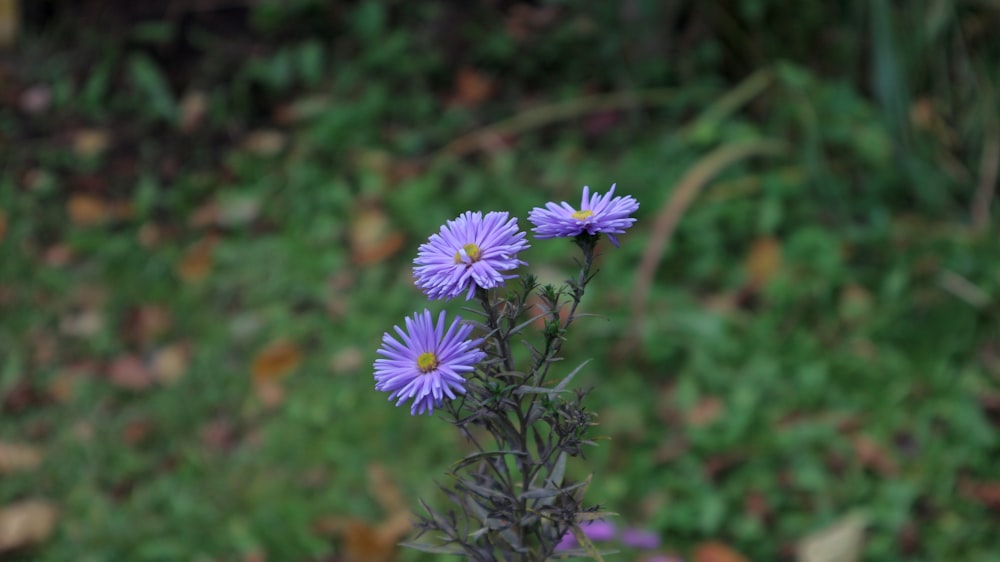 a close up of a purple flower in a field