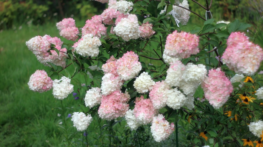 a bush of pink and white flowers in a garden