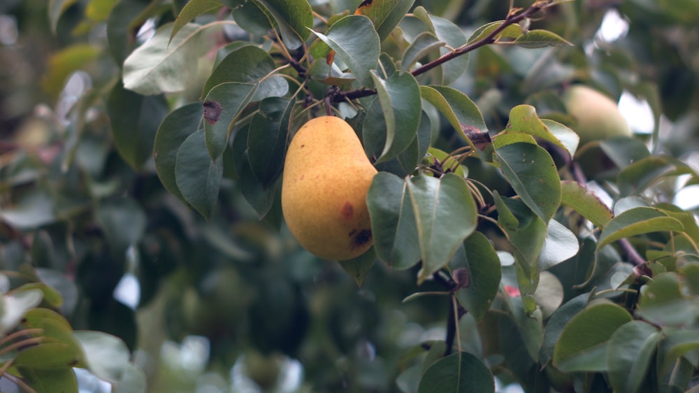 a pear hanging from a tree with leaves