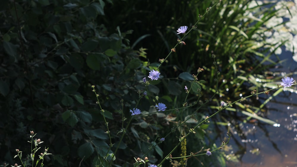 a bunch of flowers that are by some water