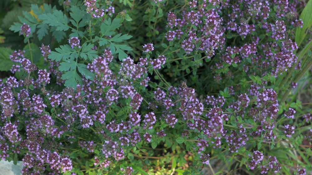 a bunch of purple flowers in a garden