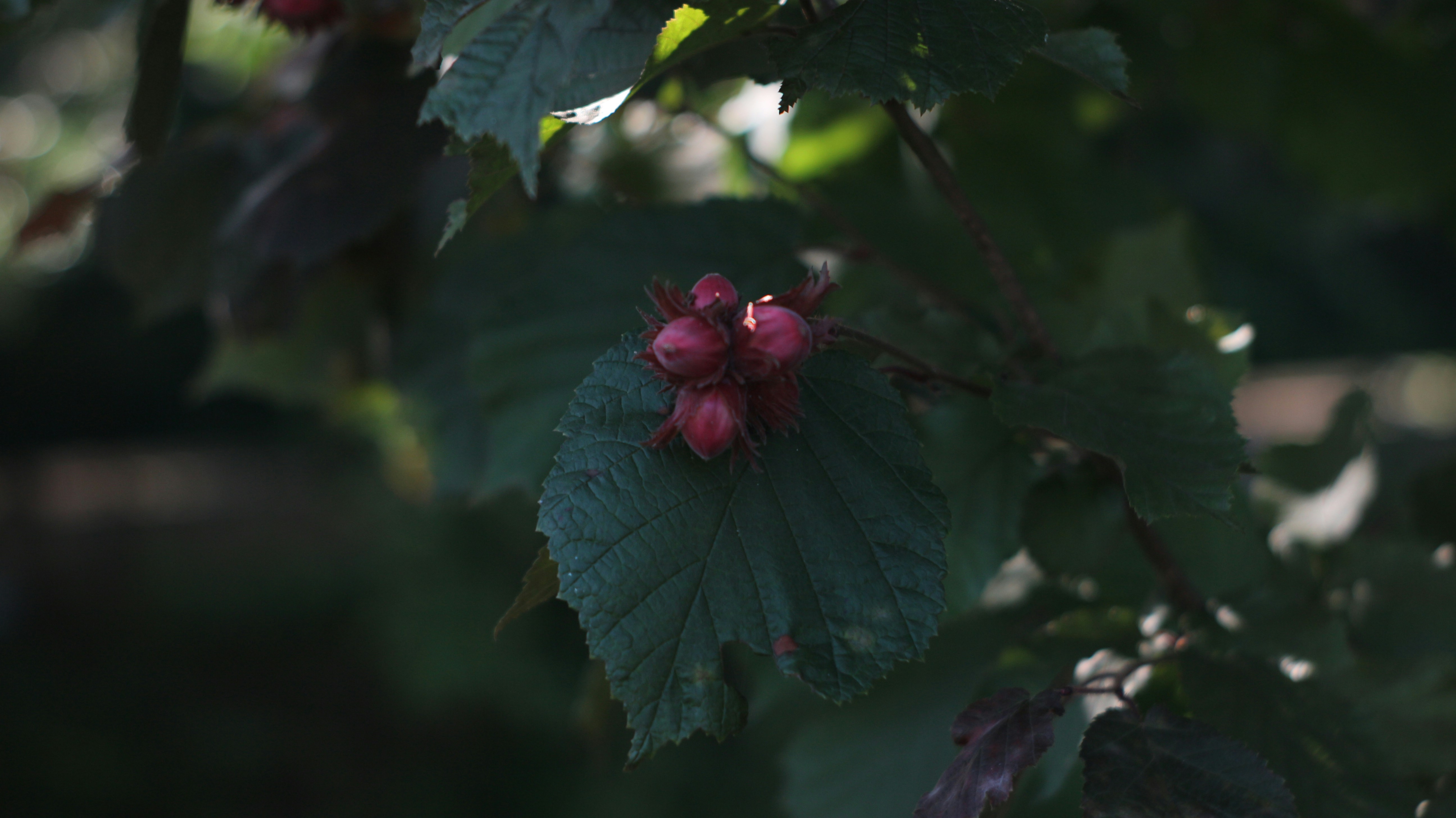 a branch of a tree with red flowers and green leaves