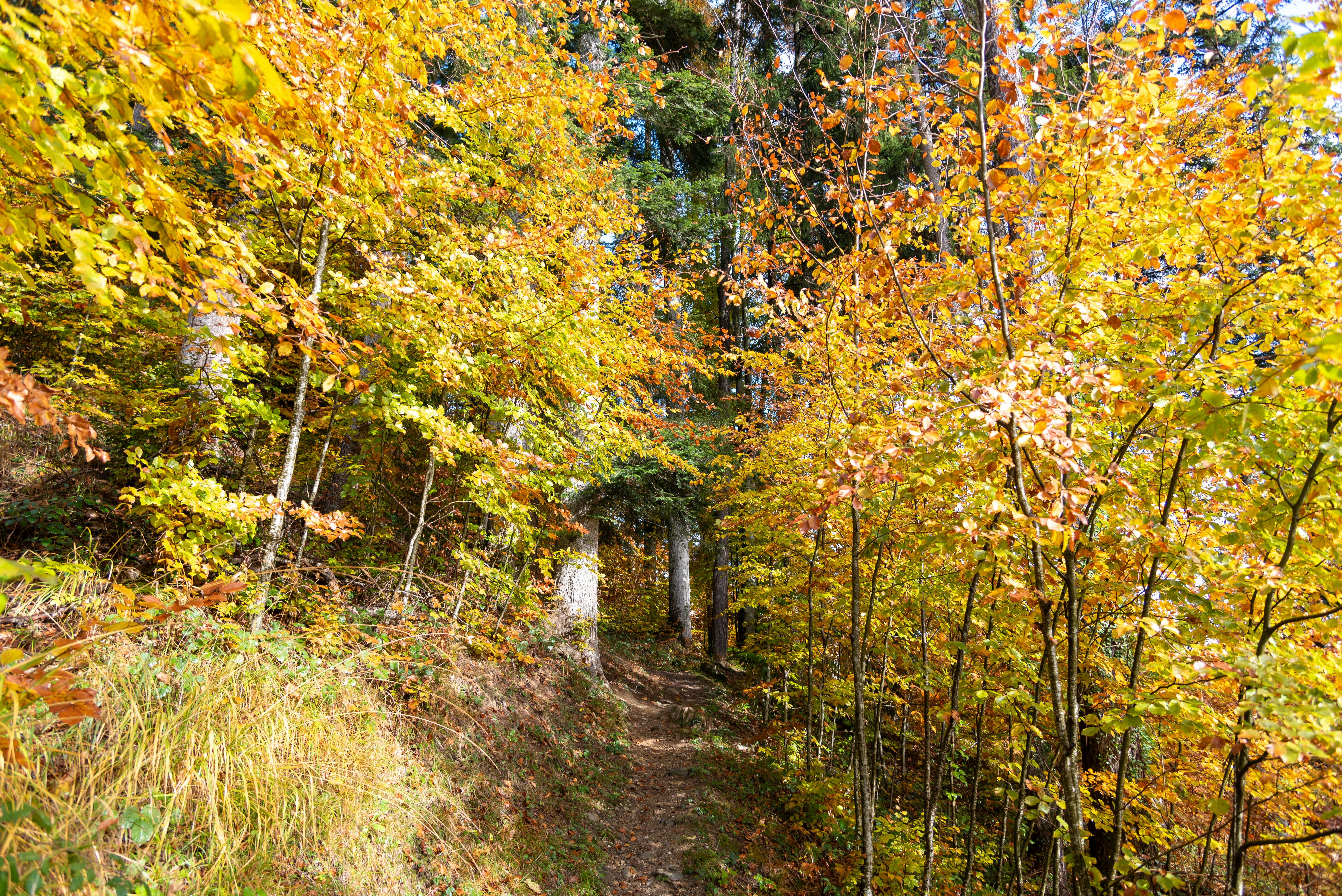 Hike trough the fall forrest