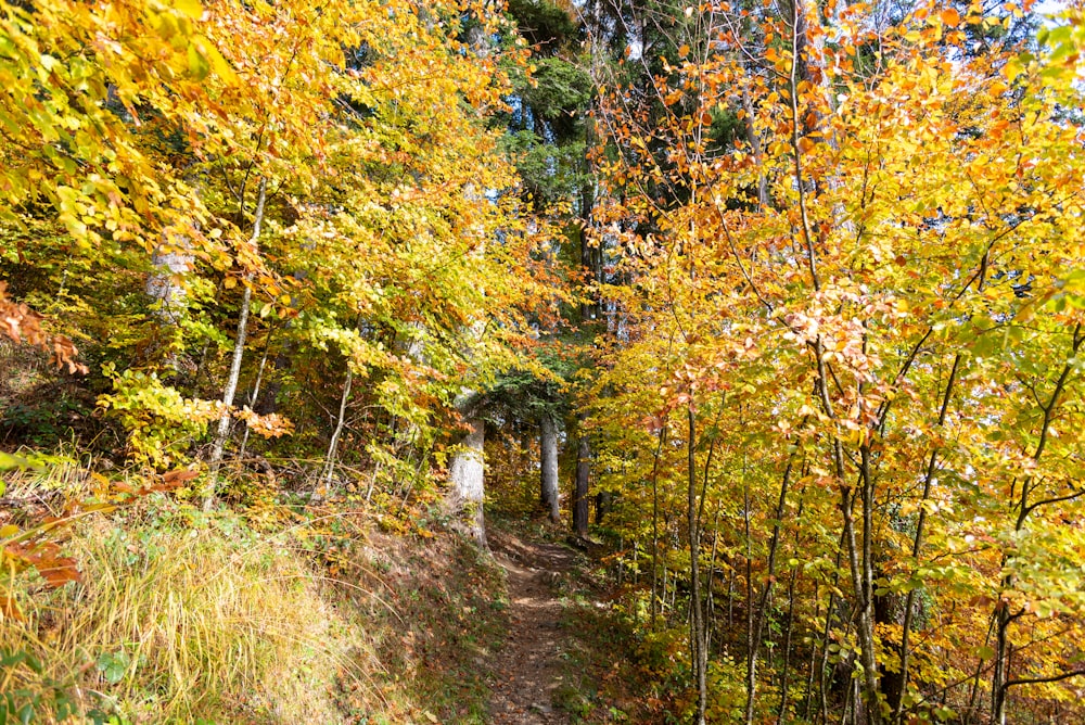 a trail in the woods with lots of trees