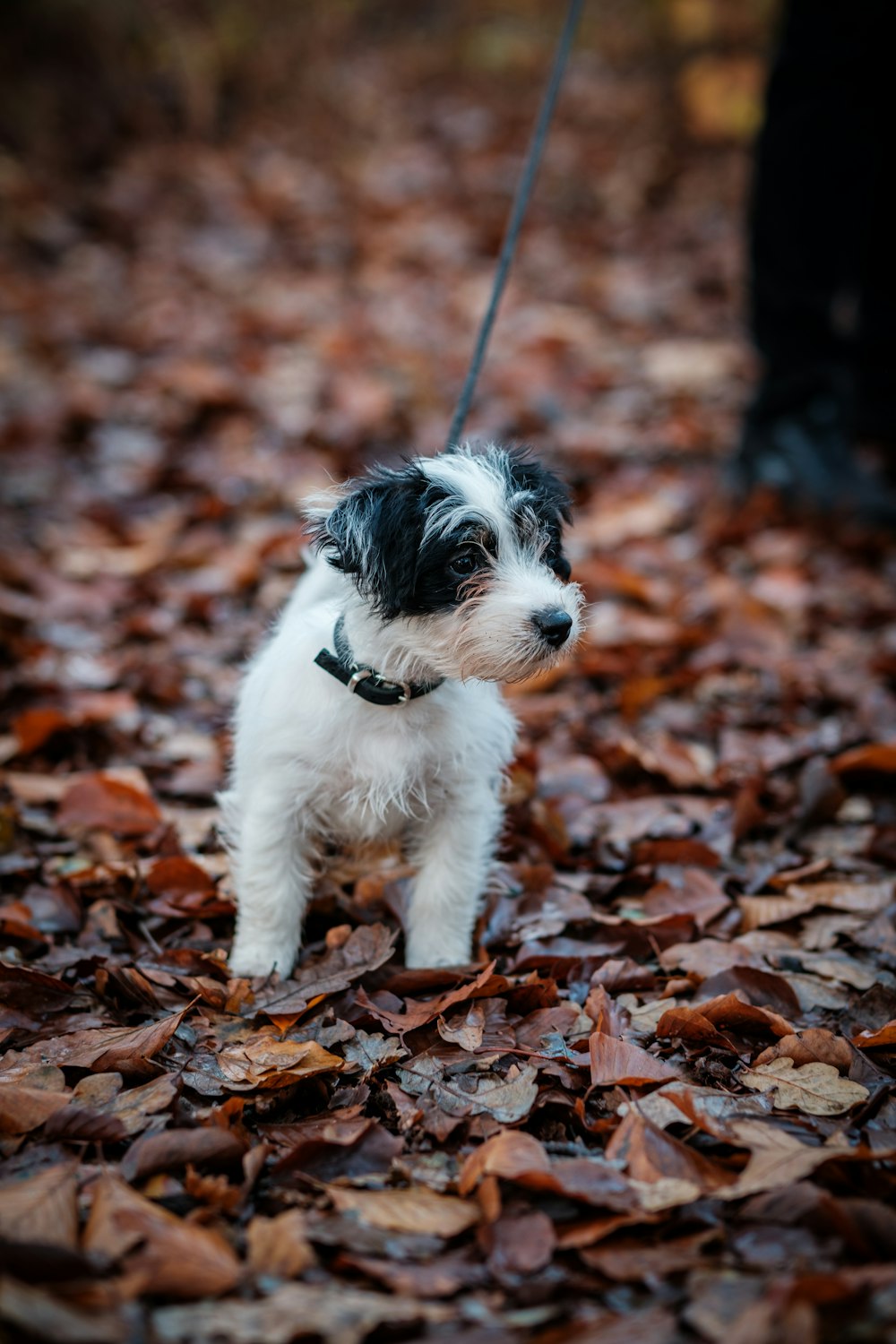 a small white and black dog on a leash