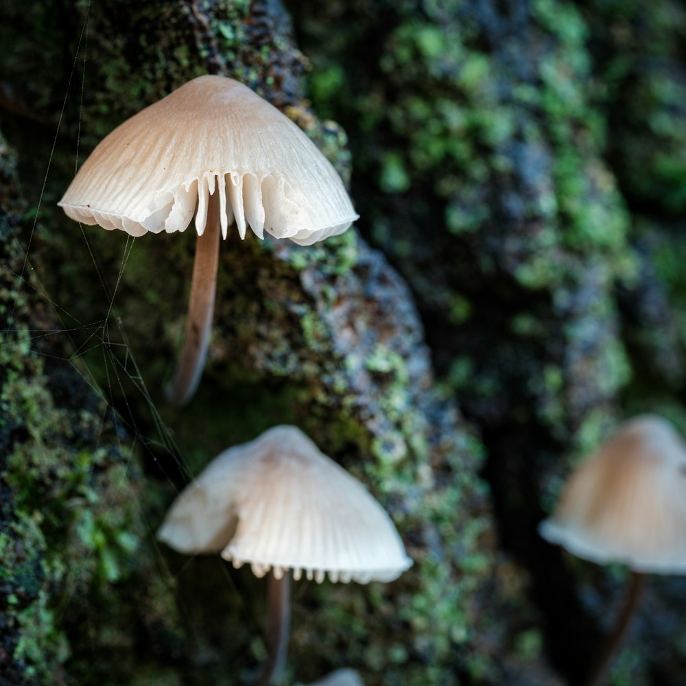 a group of mushrooms growing on the side of a tree