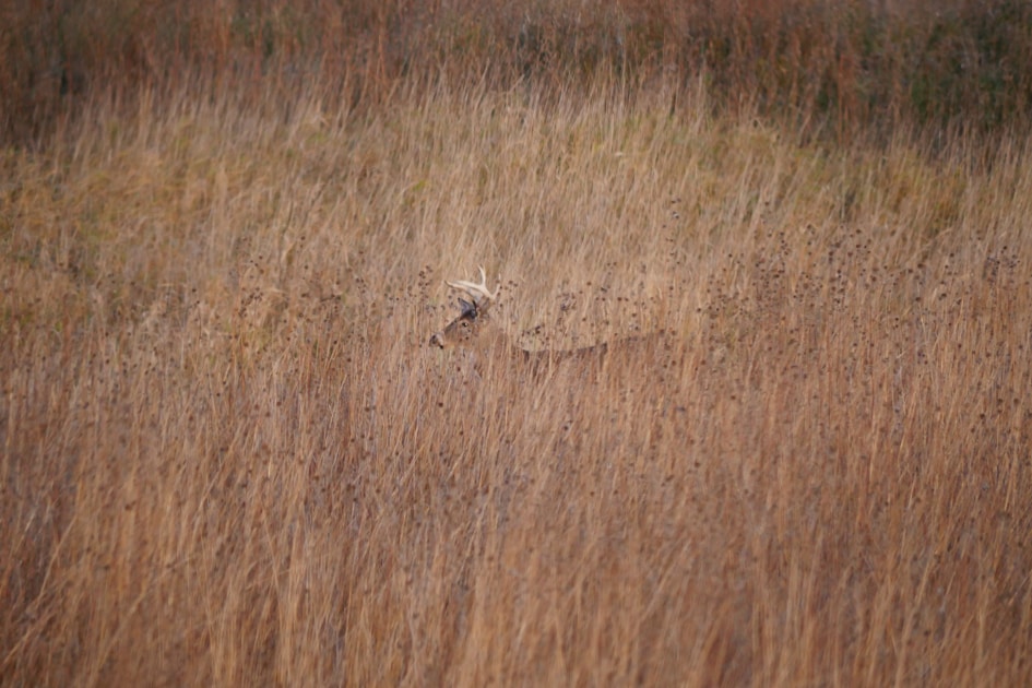 Hunter walking through open hardwood forest on public land in autumn