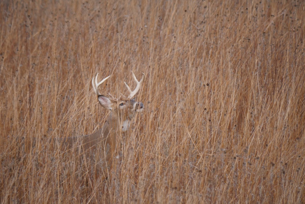 a deer standing in a field of tall grass