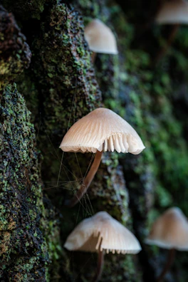 Illustrated fungi in various shades of moss green, pink, and gold, highlighting their delicate textures.