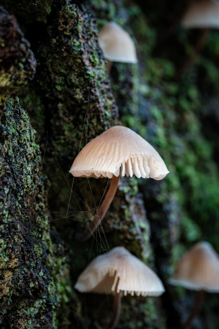 Hand-drawn mushroom and fungi sketch with playful details and earth tones