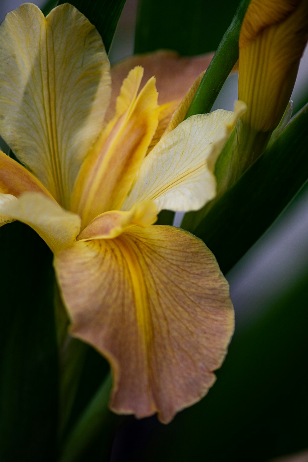 a close up of a yellow flower with green leaves