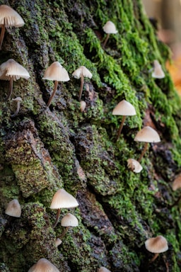 Numerous small, light brown mushrooms with delicate stems are growing on a moss-covered tree bark. The surface of the bark is textured and varies in shades of brown and green, giving a natural and earthy appearance.