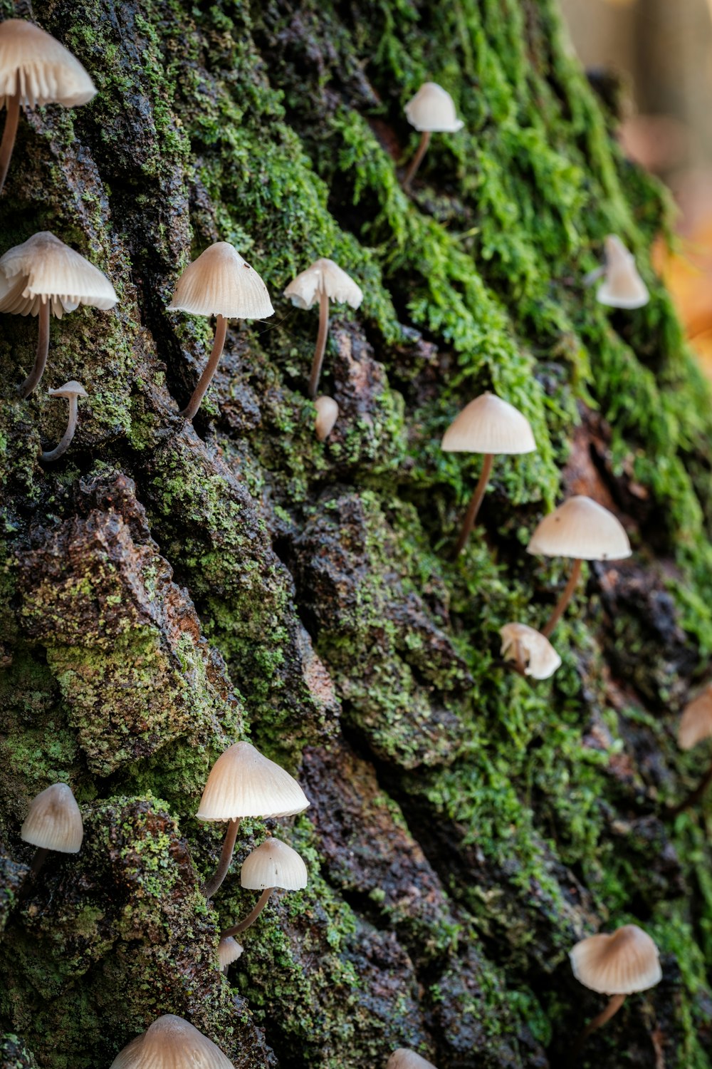 a group of mushrooms growing on a mossy tree