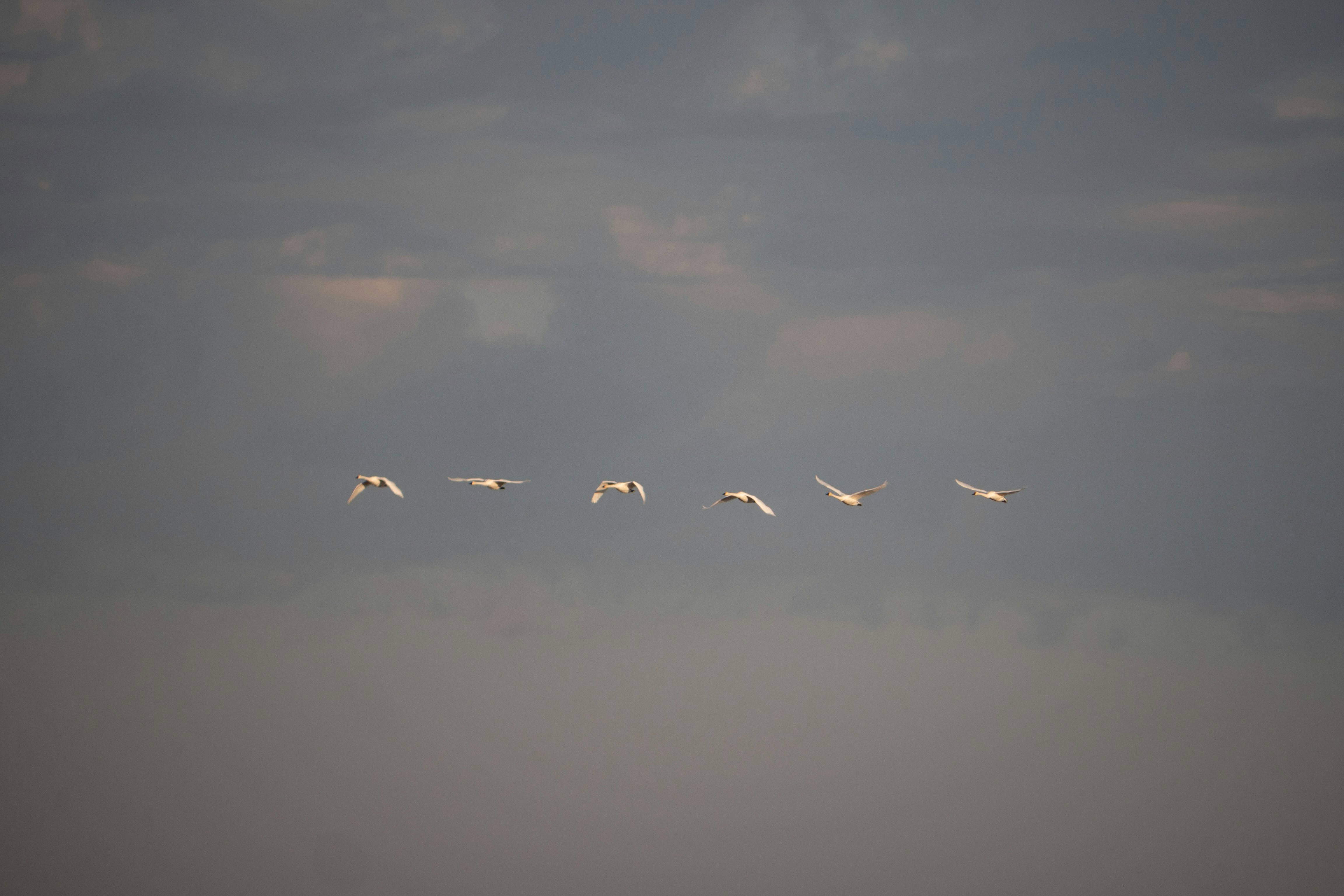 une volée d’oiseaux volant dans un ciel nuageux