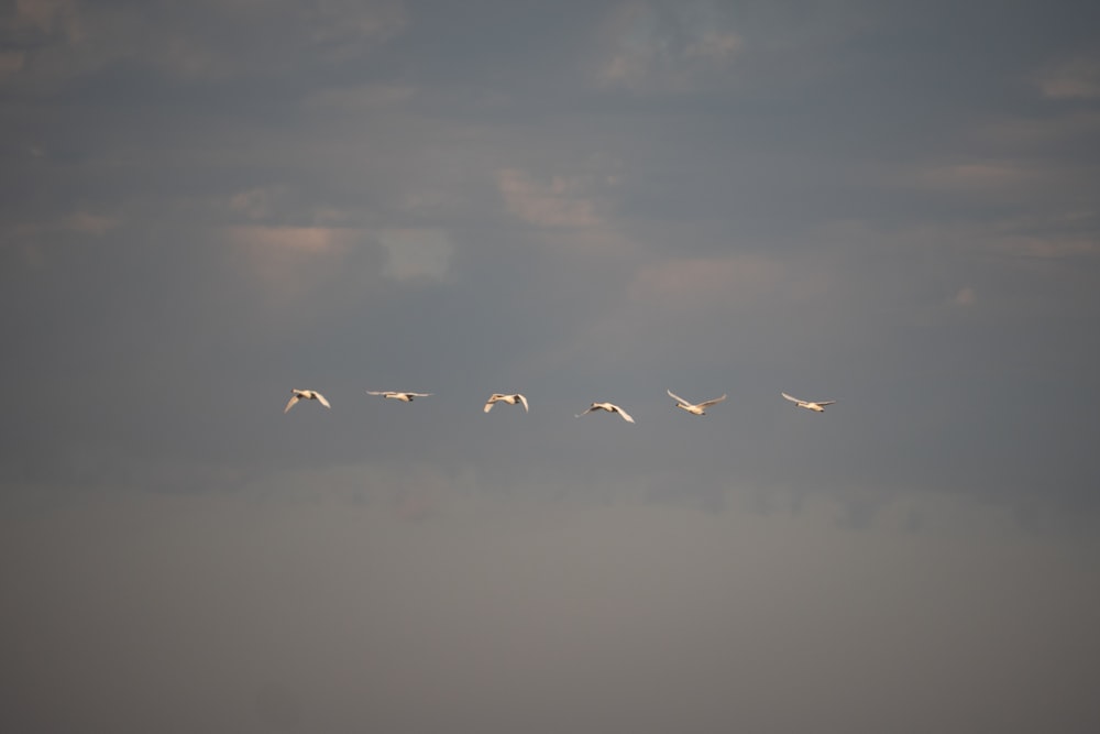 a flock of birds flying through a cloudy sky