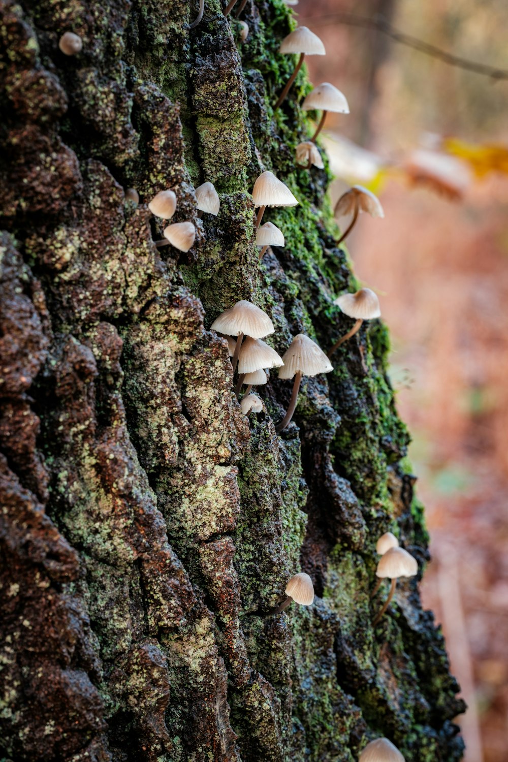 a group of mushrooms growing on the bark of a tree