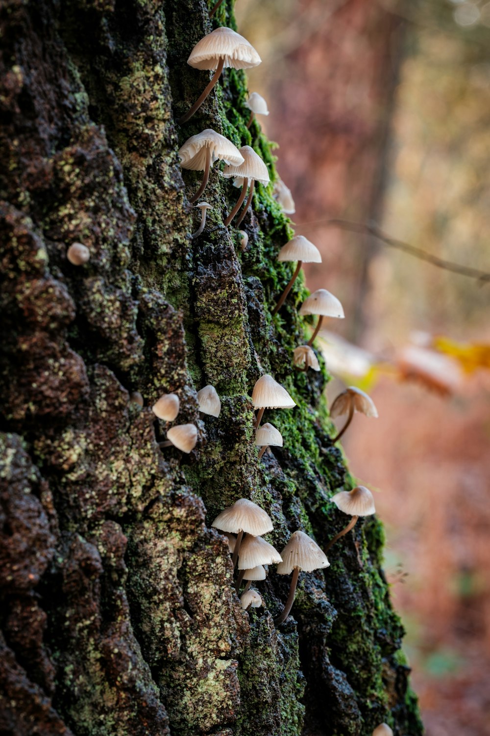 a group of mushrooms growing on the side of a tree