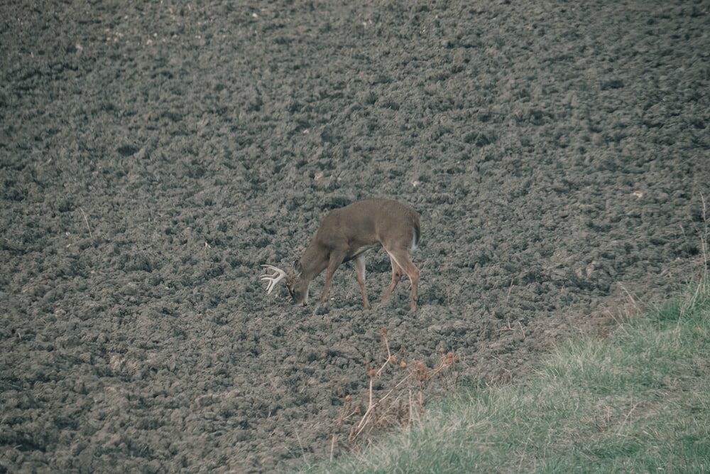 a deer grazing on grass in a field