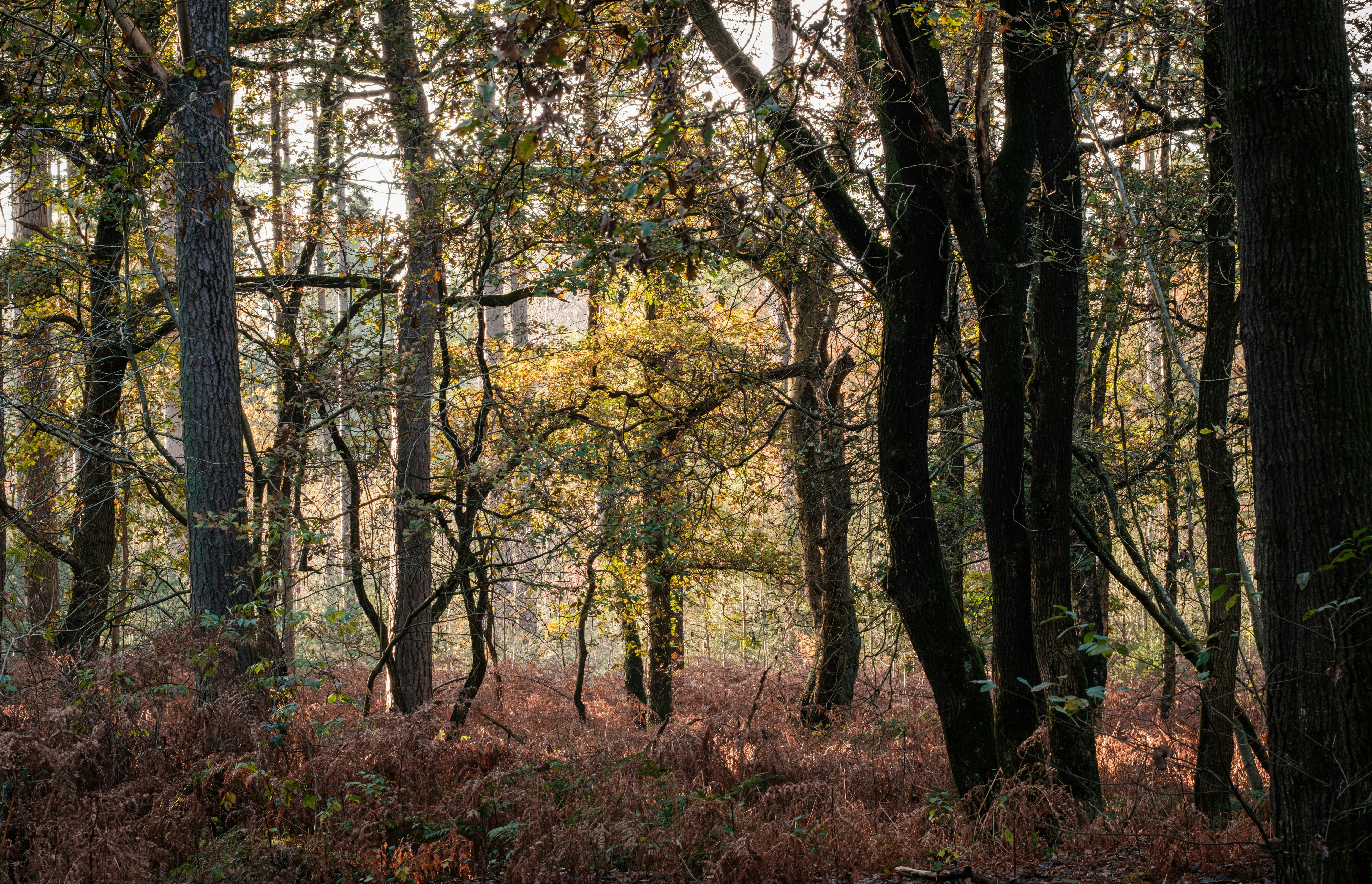 Photo by haberdoedas2