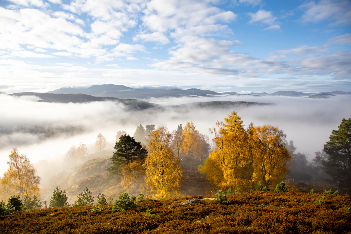 Scottish highland forest in morning mist