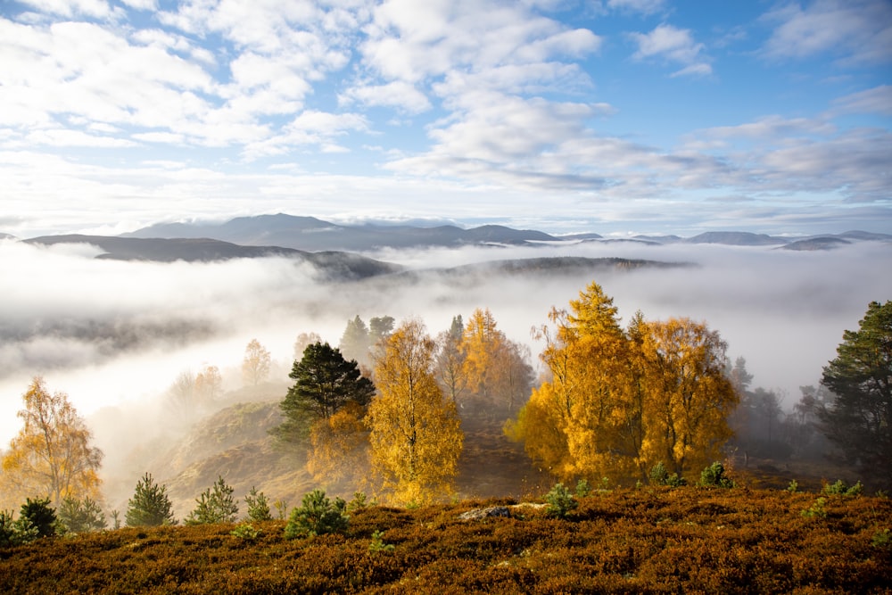 eine neblige Landschaft mit Bäumen im Vordergrund