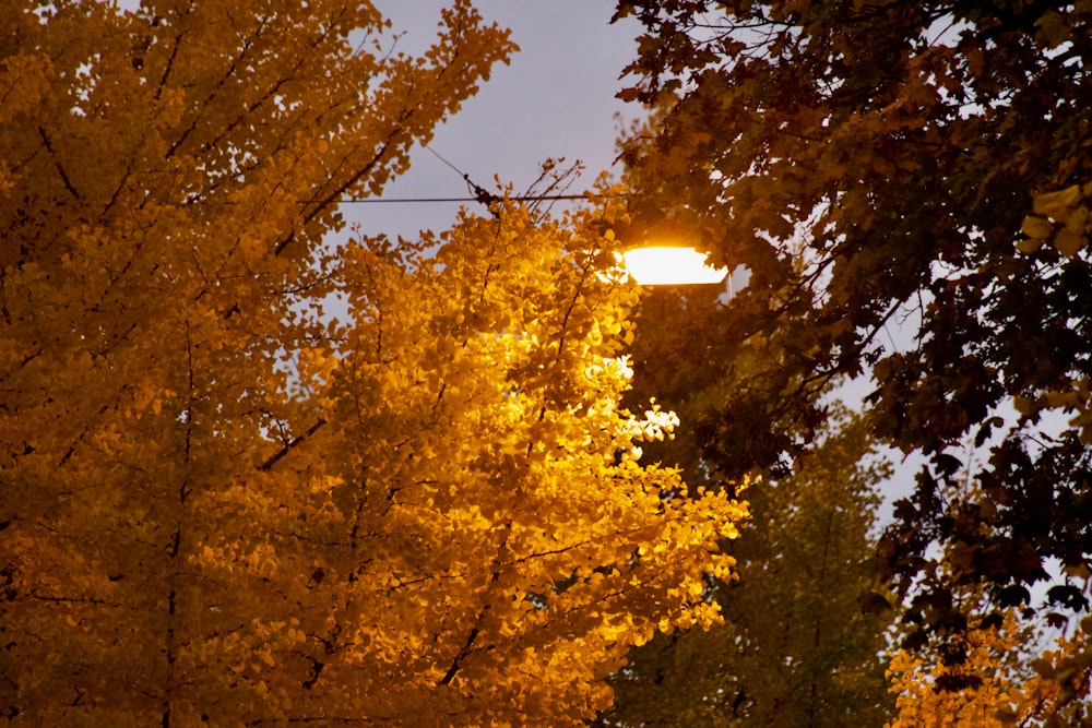 a street light surrounded by trees with yellow leaves