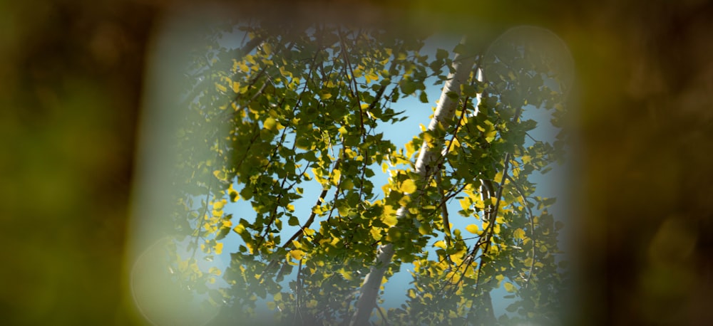 Blick auf einen Baum durch einen Spiegel