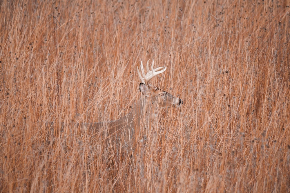 a deer standing in a field of tall grass