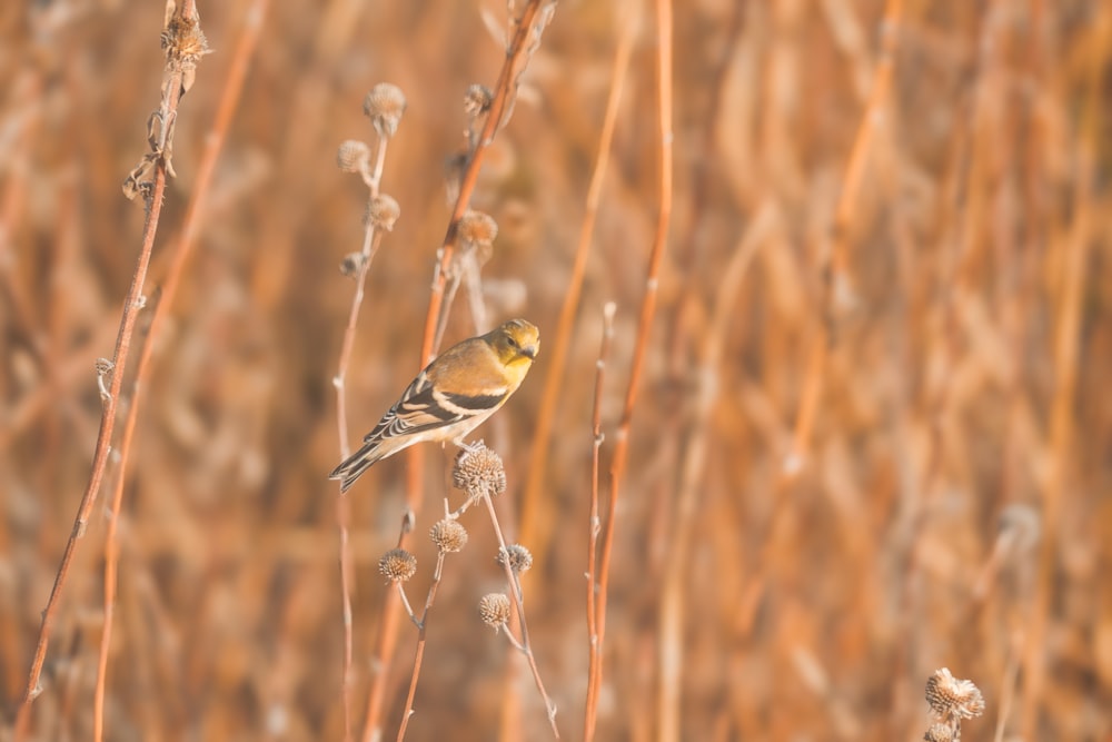 a small bird sitting on top of a dry grass field