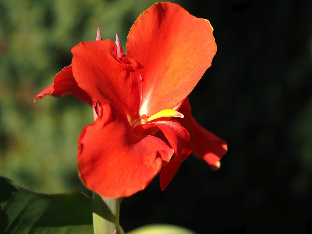 a red flower with a yellow stamen in the center