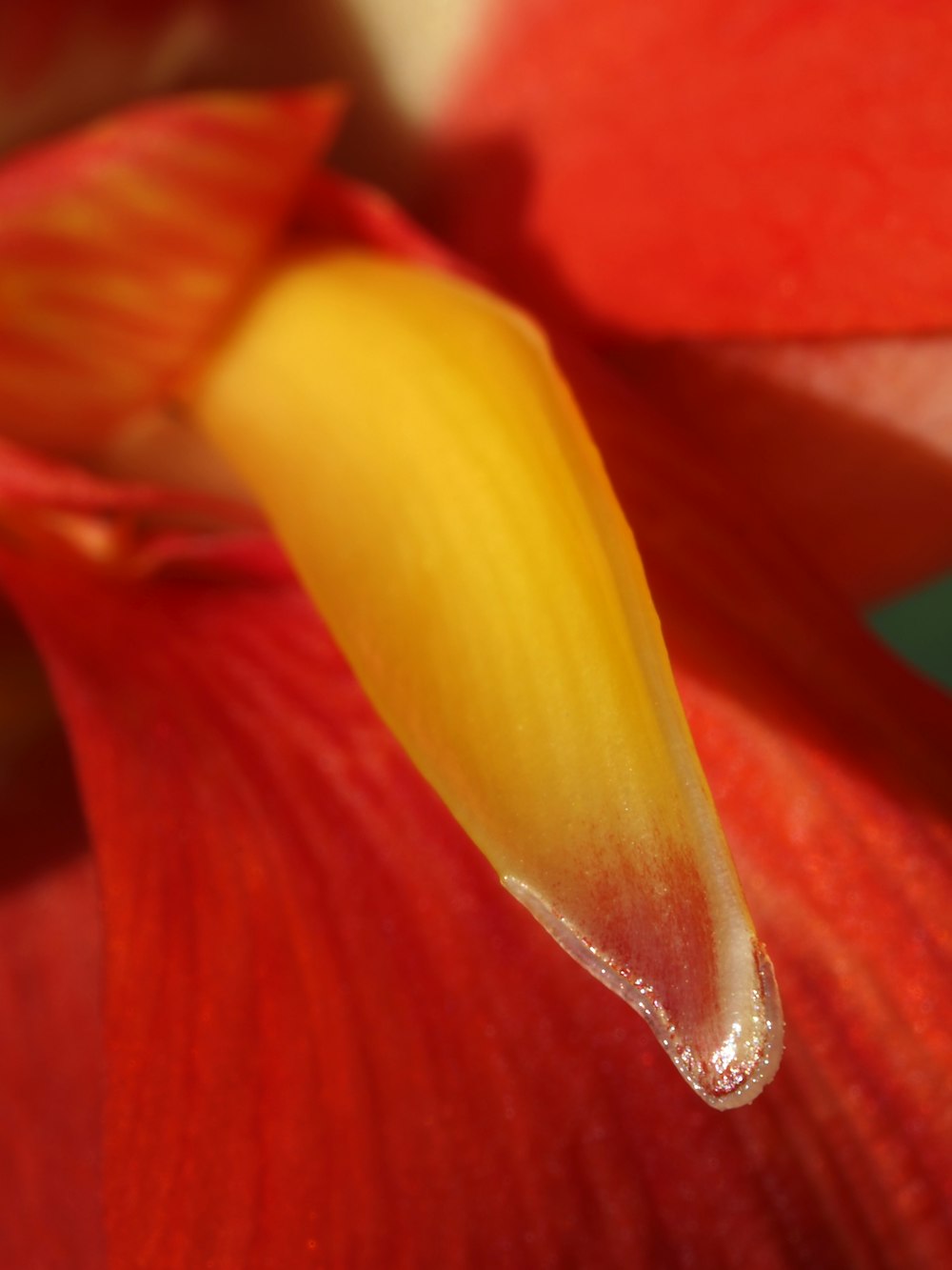 a close up of a red flower with a drop of water on it
