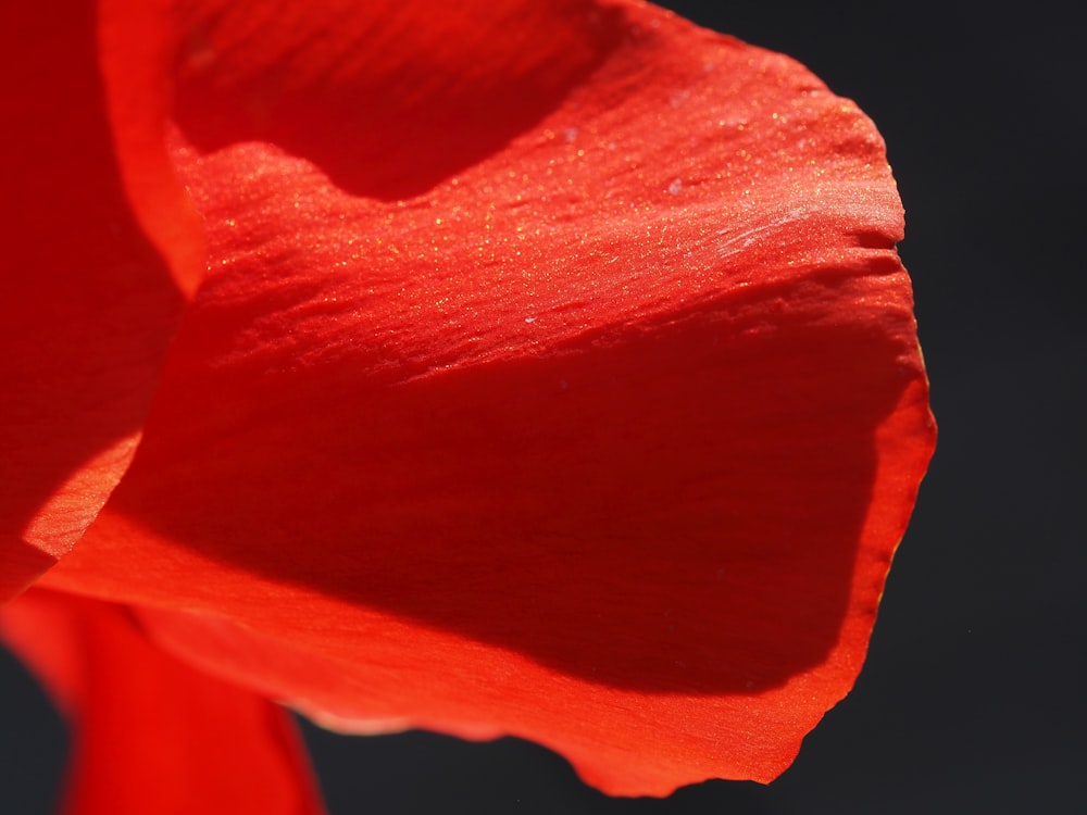 a red flower with water droplets on it