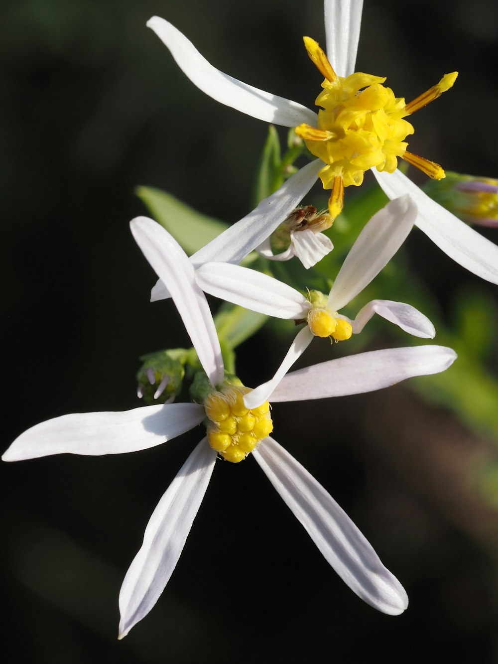 a group of white flowers with yellow centers